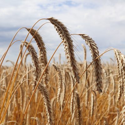 Rye in a field