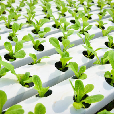 Plants growing in a lab.