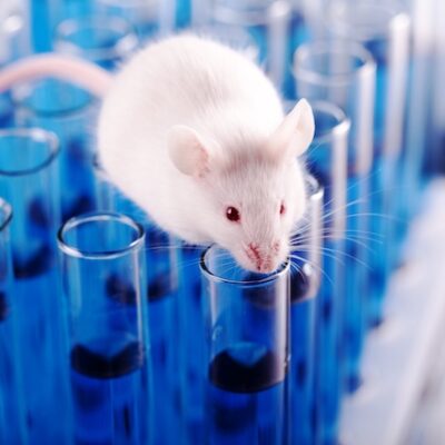 Mouse in a laboratory.