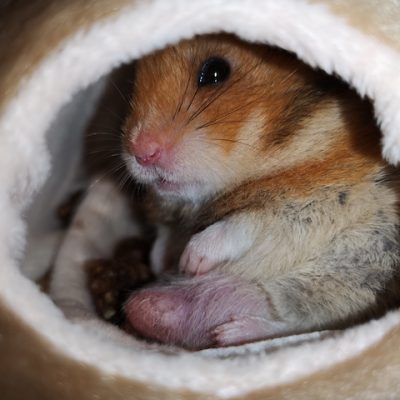 Pregnant mouse.