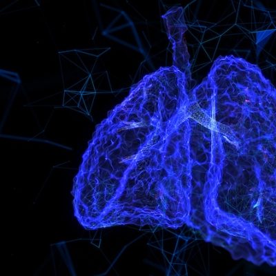 Anatomy of the lungs of the human respiratory system.
