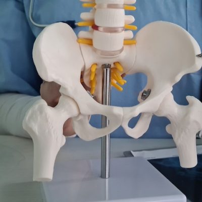 Closeup of doctor looking at a pelvic bone model.