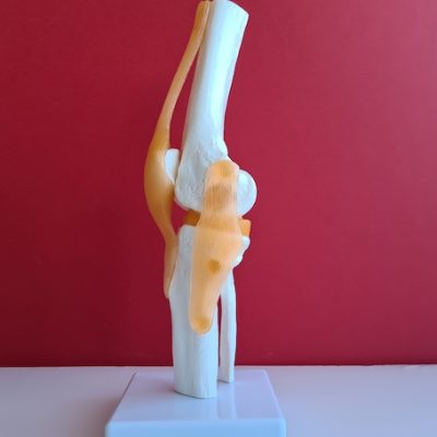 Human kneed joint bone model.