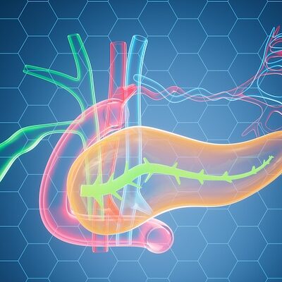 Human pancreas, gall bladder organ model, 3d rendering.