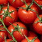 Tomatoes on their vine with fresh water droplets on top of them.